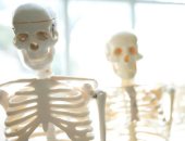 اذاعلمت ان عدد عظام جسم الانسان البالغ تساوي ٦ ٠ ٢ عظمات فما عدد العظام في جسم ٧ ٣ شخصاً بالغاً