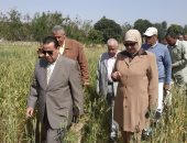 جامعة قناة السويس تجرى تجربة زراعة القمح المقاوم للملوحة والصدأ