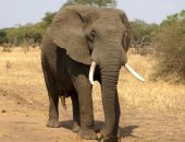 انتقام الطبيعة..فيل يقتل صيادا دفاعا عن وحيد القرن والأسود تلتهمه..فيديو وصور