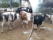 أسباب ظهور حالات مرض الجلد العقدى للأبقار والأغنام × 6 معلومات