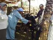 بيطري شمال سيناء: تحصين الأبقار بكل المناطق وحملات لضبط مخالفات بيع اللحوم