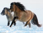 صور وفيديو .. العلماء يؤكدون قدرتهم على استنساخ حصان من 42 ألف عام 