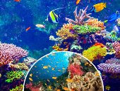 مدير علوم البحار: فترة كورونا ساهمت فى نمو الشعاب المرجانية مرة أخرى