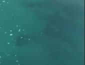 صور.. ولى عهد دبى فى مغامرة جديدة على البحر وسط الدلافين