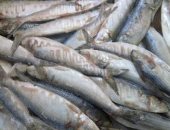 الطب البيطرى بالدقهلية: ضبط أسماك ماكاريل وهيرنج غير صالحة للاستهلاك الآدمى