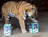 صور.. نمر يتنبأ بفوز الممثل فلاديمير زيلينسكى بالانتخابات الرئاسية فى أوكرانيا