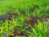 صور.. الأمطار تحول صحراء مطروح إلى جنة خضراء.. مركز التنمية المستدامة: التوسع فى زراعة القمح والشعير لأكثر من 200 ألف فدان على الأمطار.. وارتفاع معدل السقوط المطرى لـ155 مم