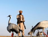 صور .. حياة صائد الطيور الأفغانى فى حقل "باجرام" 