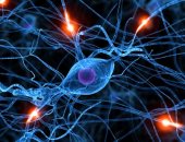 اعرف جسمك.. العقد العصبية مجموعة من الهياكل خارج الجهاز العصبي المركزى