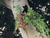 الحماية المدنية تنقذ قطة ظلت عالقة أعلى شجرة لمدة 24 ساعة فى أسيوط.. صور