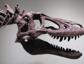 "يا بلاش".. ديناصور للبيع بقيمة 2.95 مليون دولار على موقع بيع اون لاين