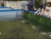 شاهد.. أخطر عملية صيد فى اليابان بمشاركة 1000 سمكة بيرانا مفترسة