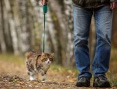دراسة: القطط الأليفة المتجولة فى الهواء الطلق أكثر عرضة بثلاثة أضعاف للعدوى