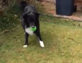 مهارات استثنائية.. كلب يمنع ساعى بريد من عمله قبل لعب الكرة معه.. فيديو
