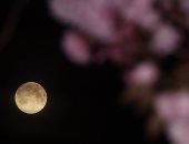 القمر الوردى يظهر فى السماء غدا أكبر 14٪ وألمع 30%