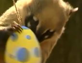 شاهد.. حديقة فى لندن تنتقى بعناية وجبات لحيواناتها بمناسبة عيد الفصح