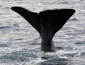 تقرير للأمم المتحدة يكشف عن وجود مليون نوع كائن حى معرض لخطر الانقراض 