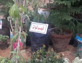 سمعت قبل كدة عن نبات "كيمو كوات" و"مسك الليل"؟.. اعرف حقيقتهما ووظيفتهما