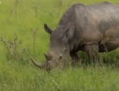 فيديو.. ذكاء اصطناعى لحماية الحيوانات المهددة بالانقراض فى جنوب أفريقيا