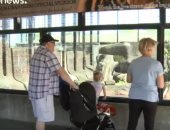 فيديو.. "صدفة سيئة" تدفع بحارسة للوقوع بين أنياب نمر فى حديقة حيوان أمريكية