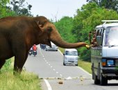 ماذا تعرف عن سريلانكا.. الدولة متعددة الأعراق والديانات