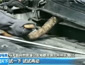 شاهد.. "كوبرا" بطول 2.7 متر داخل محرك سيارة سيدة فى الصين