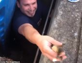 الرحمة حلوة.. رجال الإطفاء بأمريكا ينقذون 10 من صغار البط.. فيديو وصور 