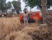 مزارعو الشرقية يطالبون بفتح الشون لاستقبال محصول القمح.. والزراعة: 43 موقعا للاستلام