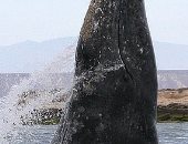 7 منهم ماتوا فى شهر.. تغير المناخ يقتل الحيتان 