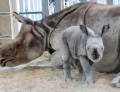 ولادة أول وحيد قرن فى العالم بالتلقيح الصناعى ..صور