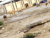 الكلاب الضالة تهدد حياة المارة.. شكوى سكان مدينة المحلة الكبرى