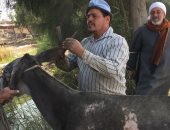 صور ..محمود الشورى حلاق  " حمير و خيول " موسمى بالغربية   