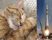 لأول مرة.. موظف سابق في وكالة ناسا يكشف عن خطته لإرسال رماد قطته للفضاء