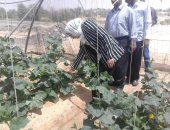 صور.. نائب محافظ الوادى الجديد تتفقد مشروع تدوير مخلفات النخيل بقرية الدهوس بالداخلة