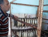 "صحة الشرقية": إعدام 1.9 طن أسماك مملحة ومدخنة فاسدة بأعياد شم النسيم