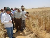 زراعة الوادى الجديد : 42 ألف فدان زيادة في زمام زراعات المحافظة 