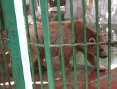 الدب الروسى الجديد يجذب زوار حديقة الحيوان.. والمدير: حصلنا عليه بنظام "البدل"