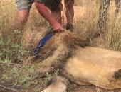 مذبحة مروعة .. قتل 54 أسدا فى مزرعة بجنوب أفريقيا خلال يومين فقط