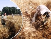 صور.. سنابل الذهب تكسو أراضى الفيوم فى موسم حصاد القمح.. المزارعون يطالبون بعودة المرشد الزراعى.. يوسف:"ده خزين الفلاح ورصيده من السنة للسنة".. وماهر: "القمح زراعته سهلة وحصاده فرحة"