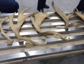 صور.. إحباط محاولة تهريب ذخيرة حية وأسلحة بيضاء وسيوف أثرية بمطار القاهرة 