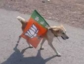 اعتقال كلب فى الهند بسبب الانتخابات العامة...اعرف القصة