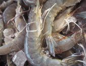صدمة.. اكتشاف آثار للكوكايين والمبيدات والأدوية فى الأسماك ببريطانيا 
