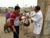 فحص 1976 طائر و ماشية و إجراء 4 عمليات بقافلة بيطرية بمدينة قها