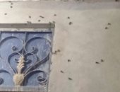 صور.. رئيس مدينة إسنا يشكل لجنة لمواجهة إنتشار حشرات "الخنافس" 