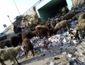 "زبالة ونباشين ورعاة غنم وحيوانات ضالة".. حال سور نفق عزبة النصر بحى البساتين