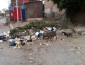 شكوى من انتشار القمامة أمام مدرسة بعزبة الهجانة فى مدينة نصر