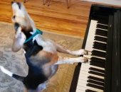 بيغنى ويعزف على البيانو والدرامز.. كلب يمتلك مهارات موسيقية استثنائية.. فيديو