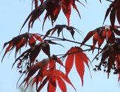 شاهد.. حدائق يابانية مسحورة فى معرض بكين الدولى