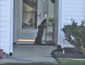 أغرب ضيف فى الدنيا.. تمساح يحاول "دق" جرس باب منزل سيدة أمريكية (فيديو) 
