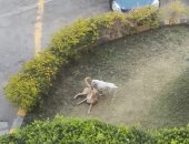 محافظ المنوفية يشدد على ضرورة القضاء على ظاهرة الكلاب الضالة